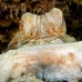 octopus_reef_muck_h_0705_png2273.jpg